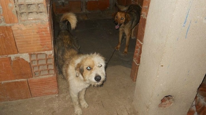 kucinja