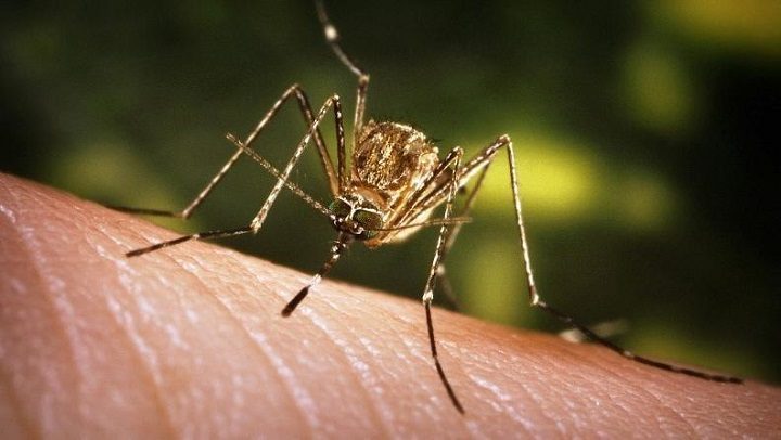 nDQYHNAYTN-ovie-namirnici-imaat-lekoviti-svojstva-koi-ke-go-izlekuvaat-mestoto-ubodeno-od-komarec