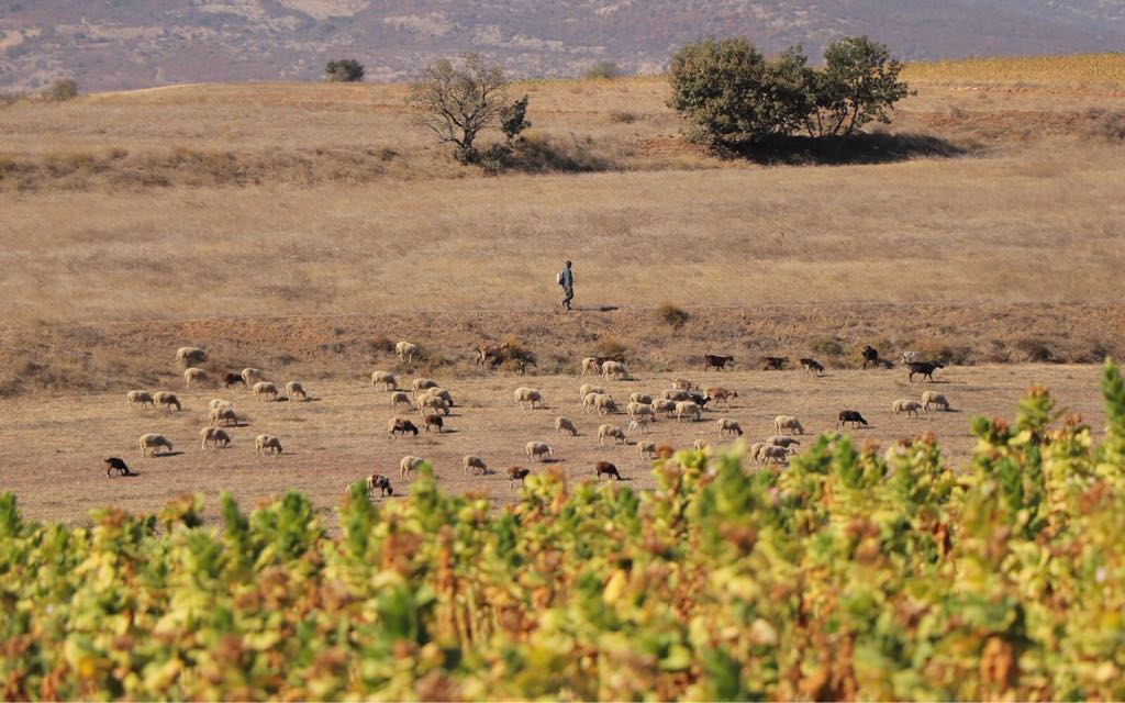 25102018-nikolovski_3