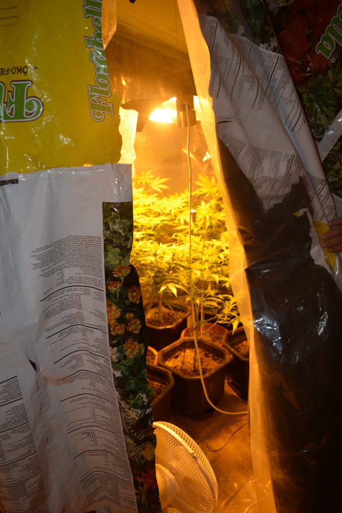 arihuana1-683x1024