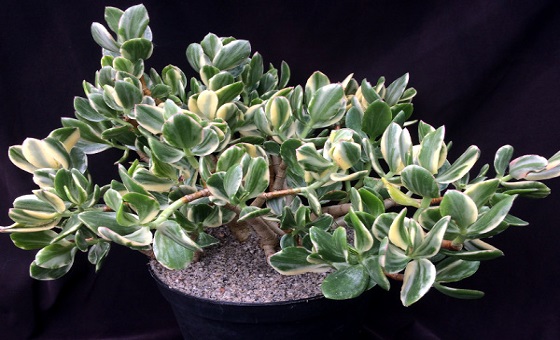 crassula-ovata-variegata-mother-3