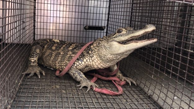 alligator_pittsburgh-625x352