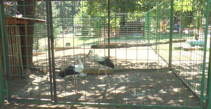 vo-shtipskiot-zoo-park-zgrizheni-shtrkovite-sild198an-i-marko