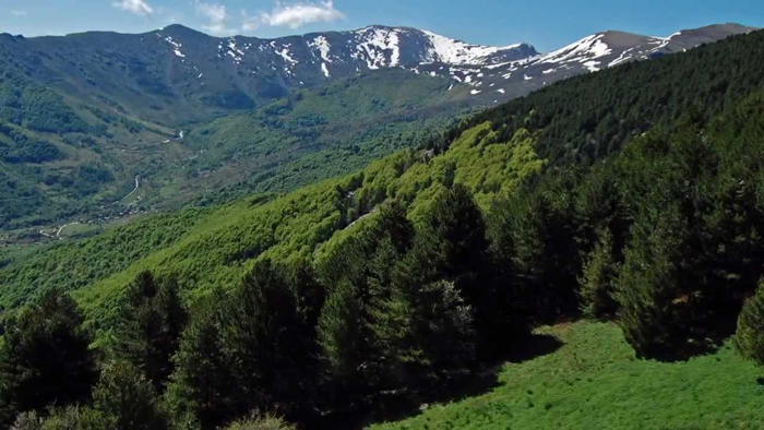 пелистер