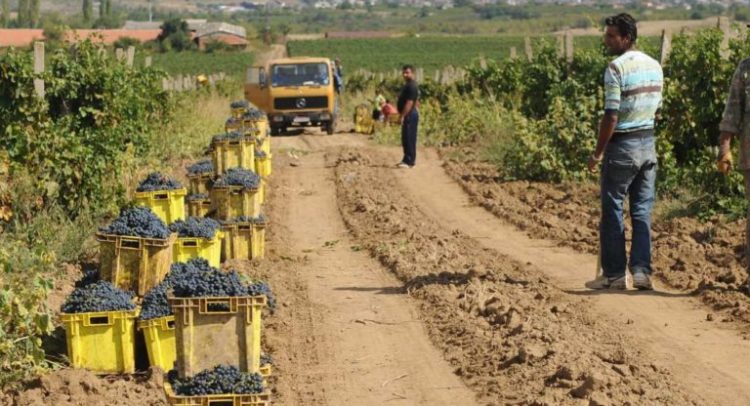 lozje-banskoliev-768x510