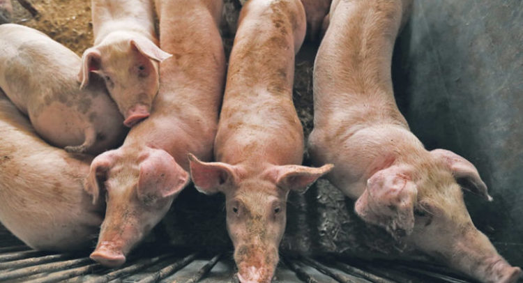 swine-770x470