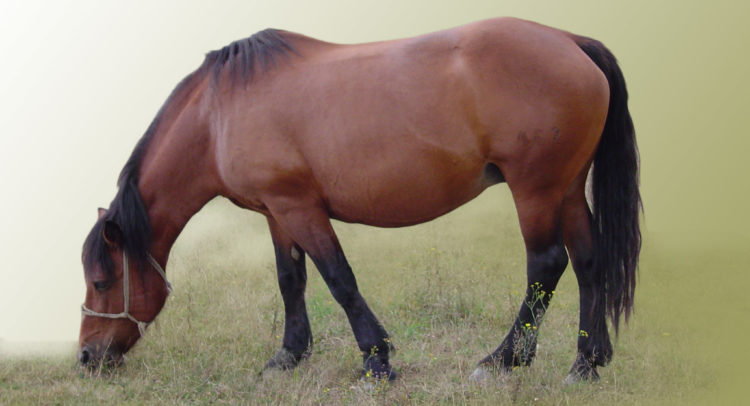 Konj011