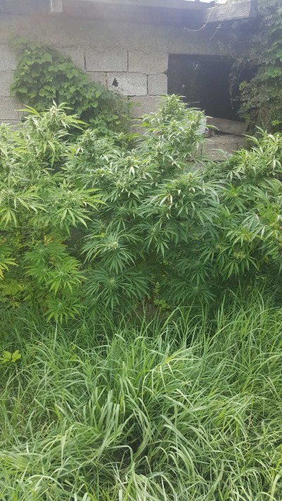 kanabis i marihuana