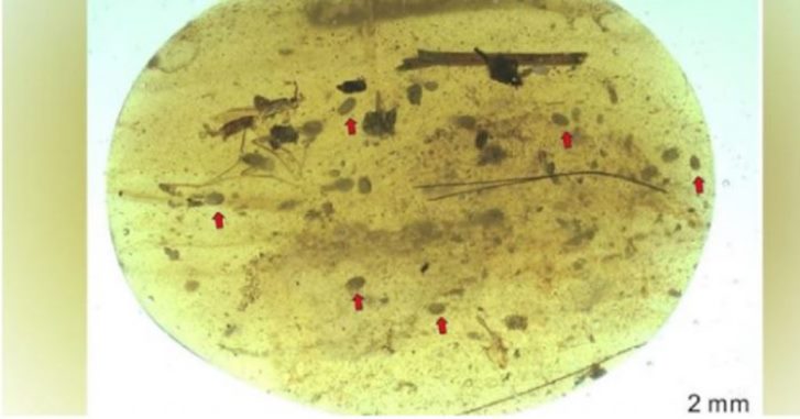 sperma-od-rak-mjanmar