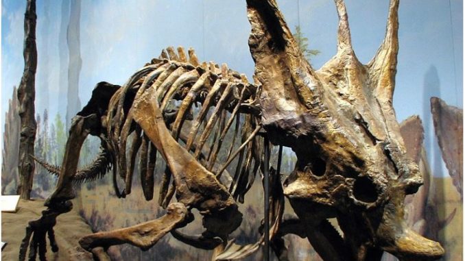 dinosaurus_skelet