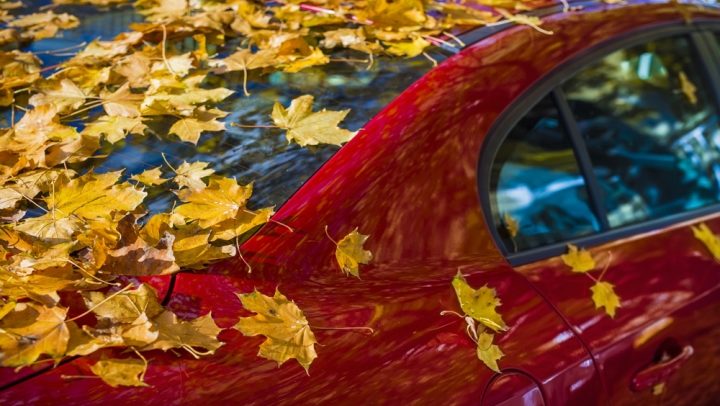 autumn leaves on windscreen of parking car in a quiet, peaceful street