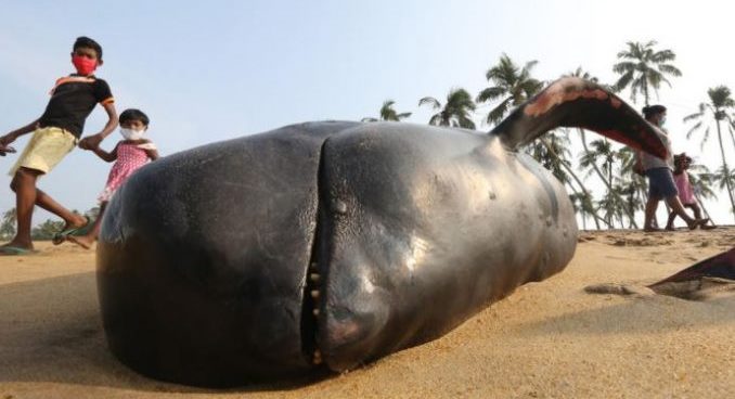 kit_nasukan_shri_lanka_345-678x509