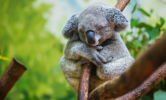 koala