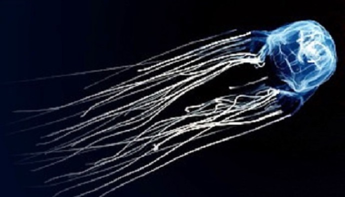 meduza