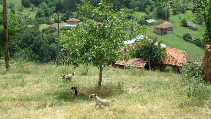 Kosovo Dabje1