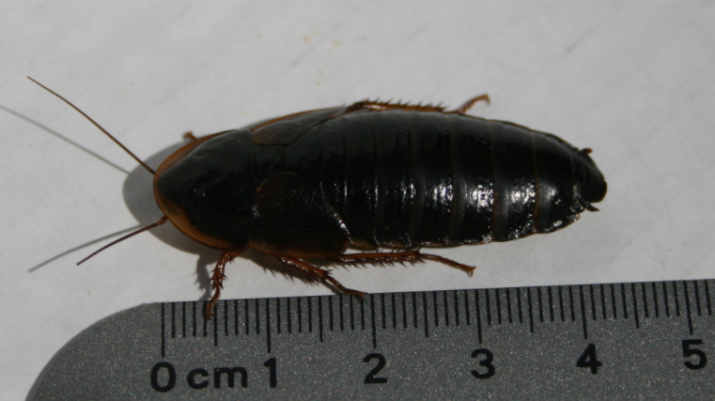 lebarki