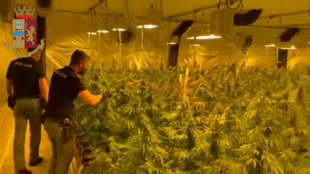 marihuana Italija