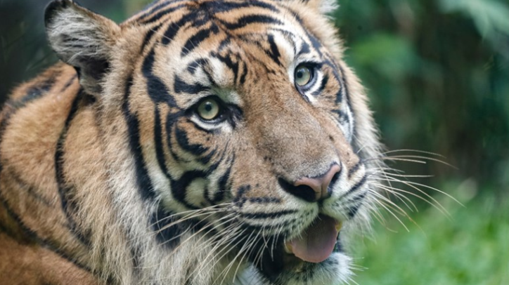 tigar
