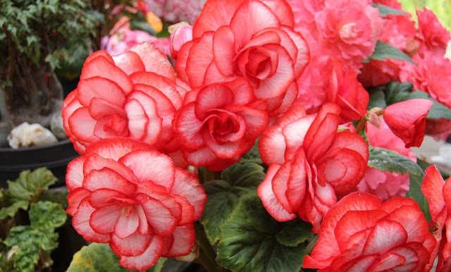 hortikultura.mk_begonija_kralica_na_enterierot_21