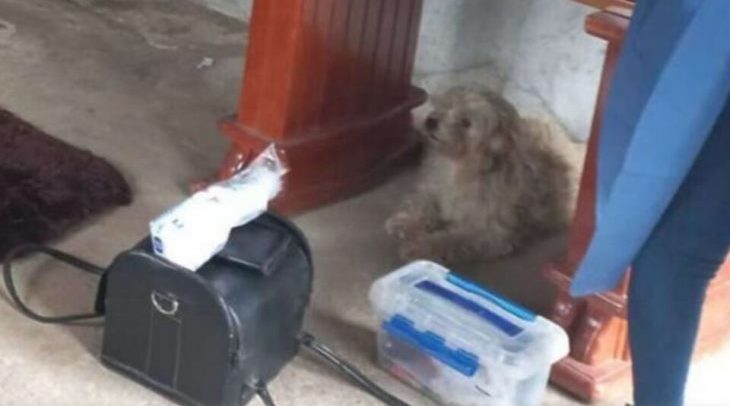 kuche ne se dvoi od sopstvenicchkata