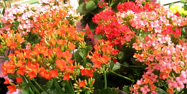 Kalanchoe_1