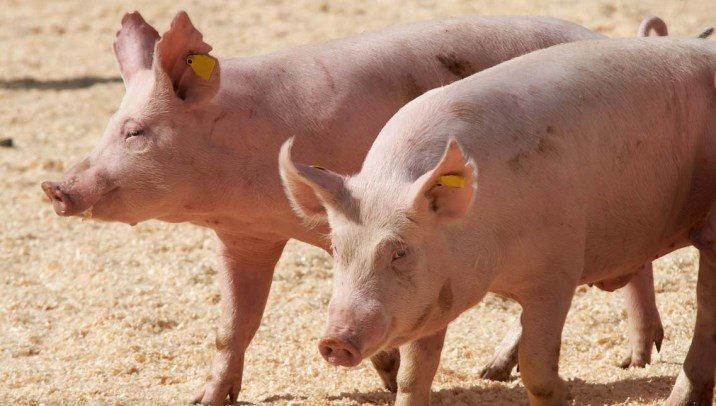 Pigs