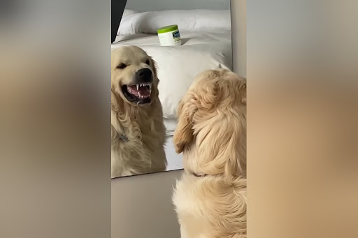 mean-face-dog