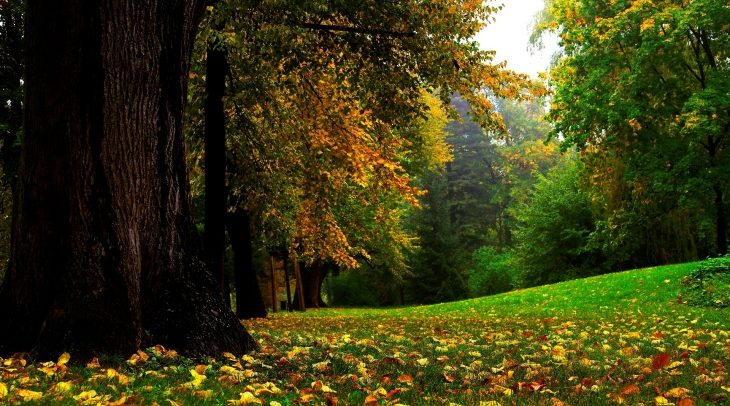 Wallpaper-track-trees-vegetation-early-autumn-.jpg