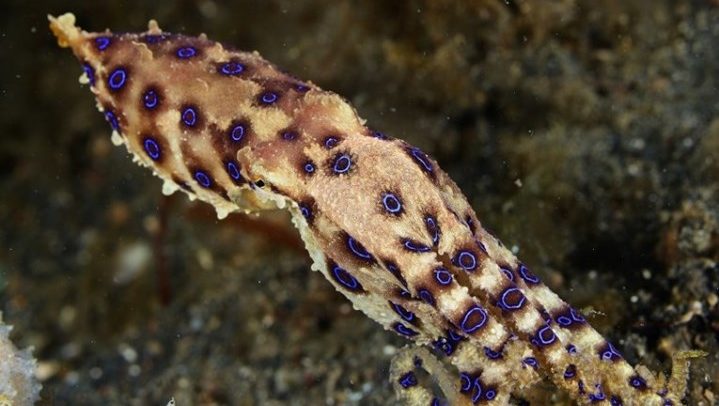 avstraliski oktopod