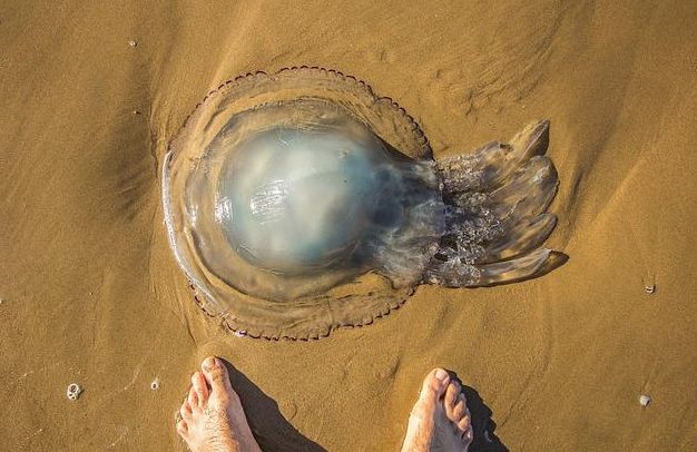 meduza