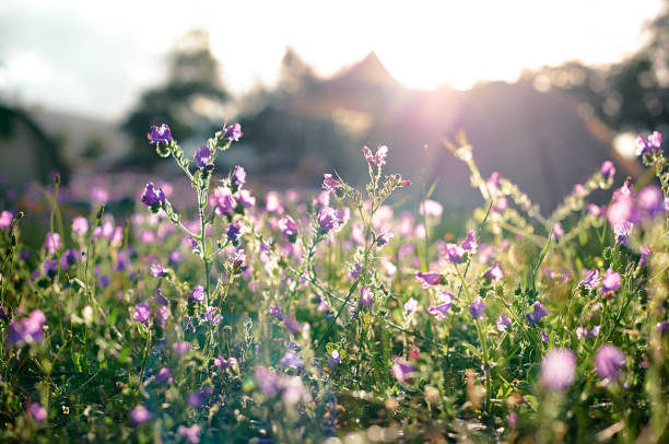 A field of purple flowers in the early morning light with tents in the background