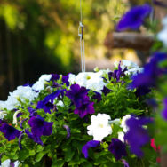 petunijaDepositphotos_54426483_XL