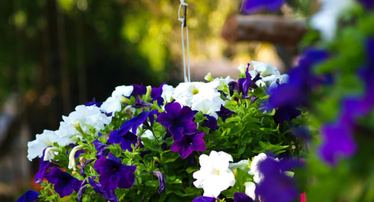 petunijaDepositphotos_54426483_XL