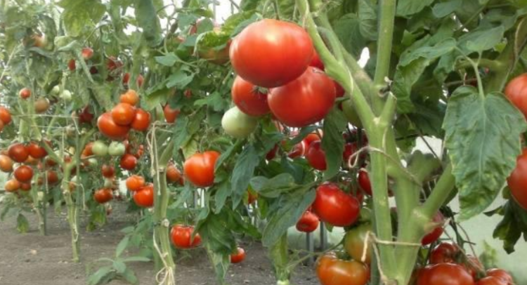 Screenshot 2026-04-30 125452